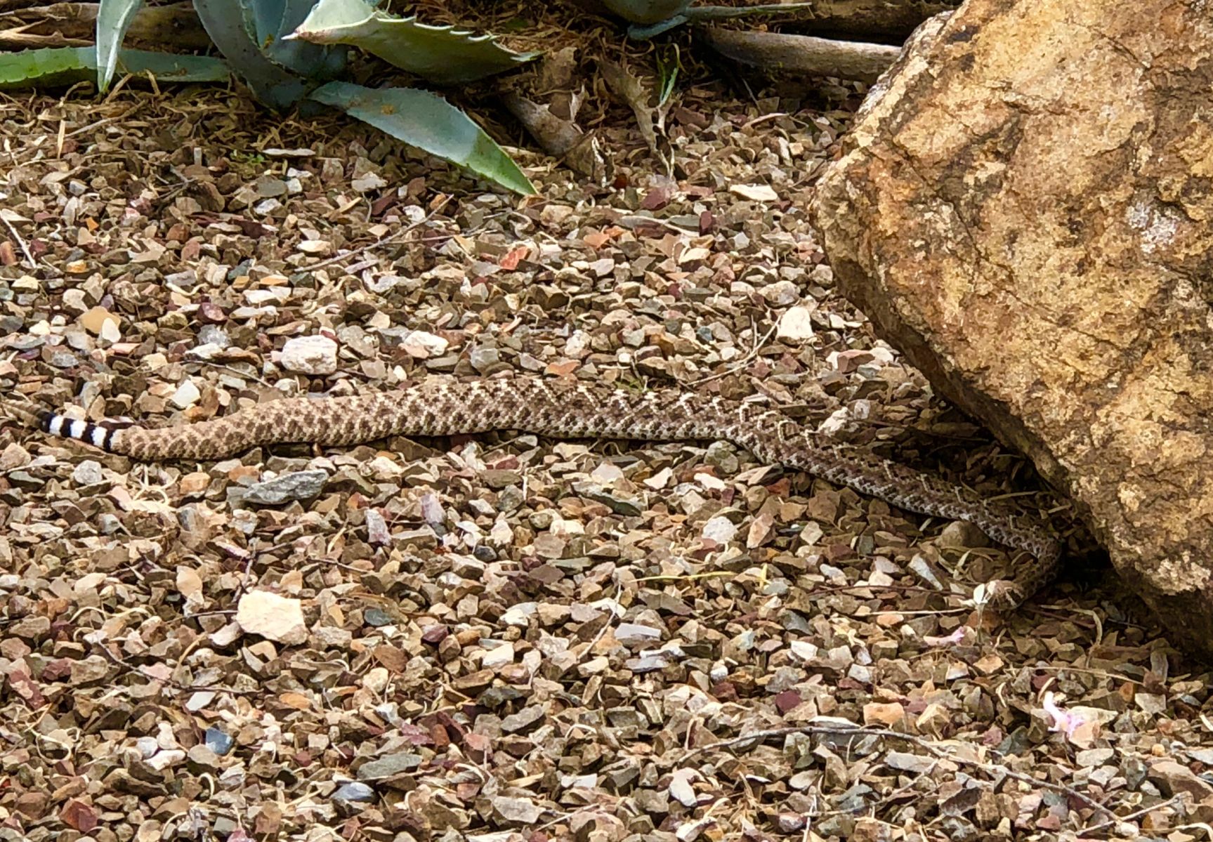 Southern Arizona snakes